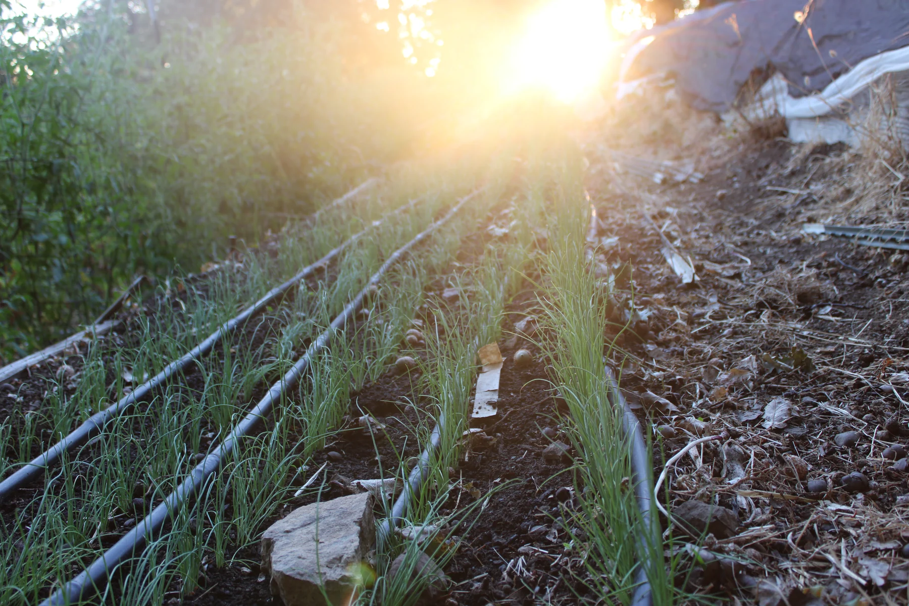 Young crops in irrigated rows at HappyDay Farms during golden hour