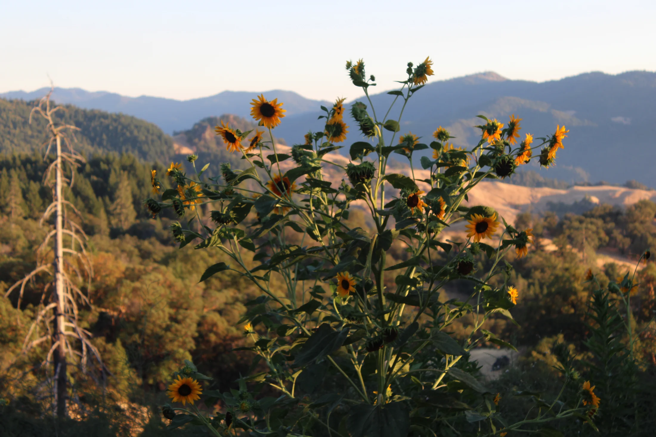 Sunflowers overlooking the hills of Northern Mendocino County at HappyDay Farms